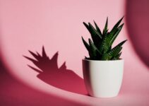 bienfaits dangers aloe vera