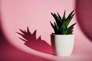 bienfaits dangers aloe vera